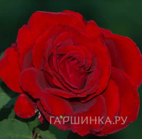 Роза Руж Мейян 84 чайно-гибридная, Топалович