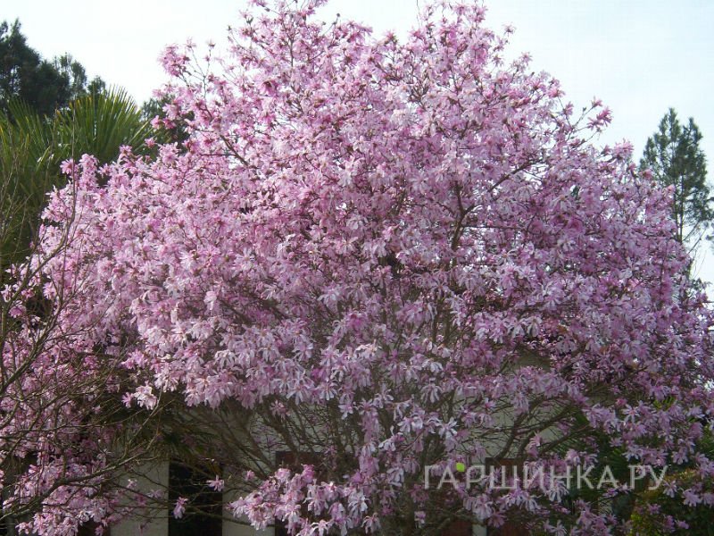 Магнолия Розеа