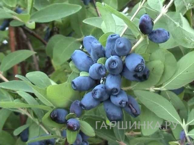 Жимолость Амфора