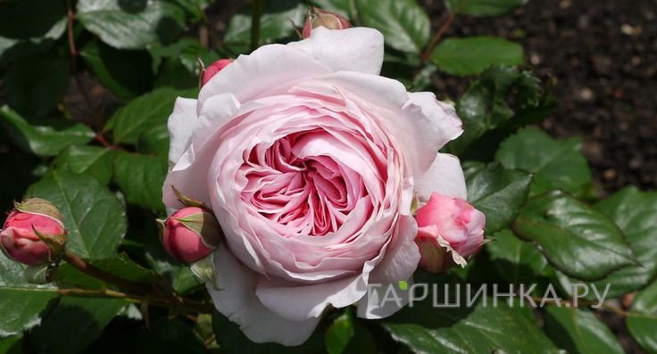 Роза Джефф Гамильтон, Д.Остин кустарниковая