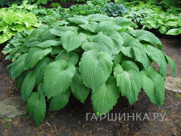 Хоста Ниагара Фолс (SM)