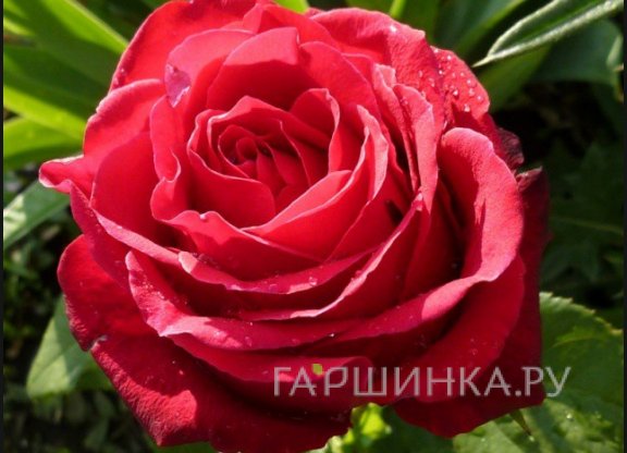 Роза Гранд Гала чайно-гибридная, Топалович