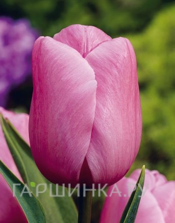 Тюльпан Холланд Бьюти, Триумф 5шт