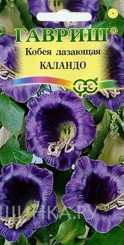 Семена Кобея Лазающая Каландо 5 шт.