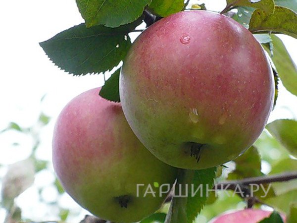 Яблоня Апрельское