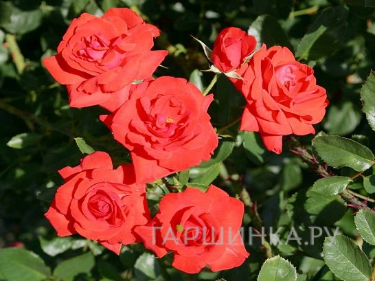 Роза Кордес Бриллиант кустарниковая, Imperial Rose