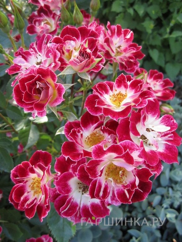 Роза Литл Артист миниатюрная, Imperial Rose