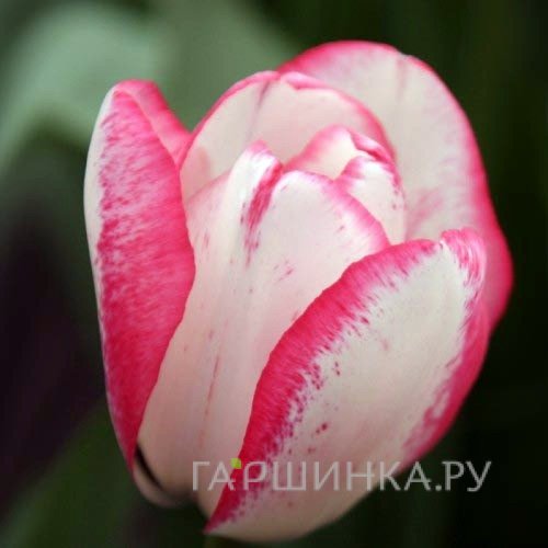 Тюльпан Плейгерл, Триумф 5шт