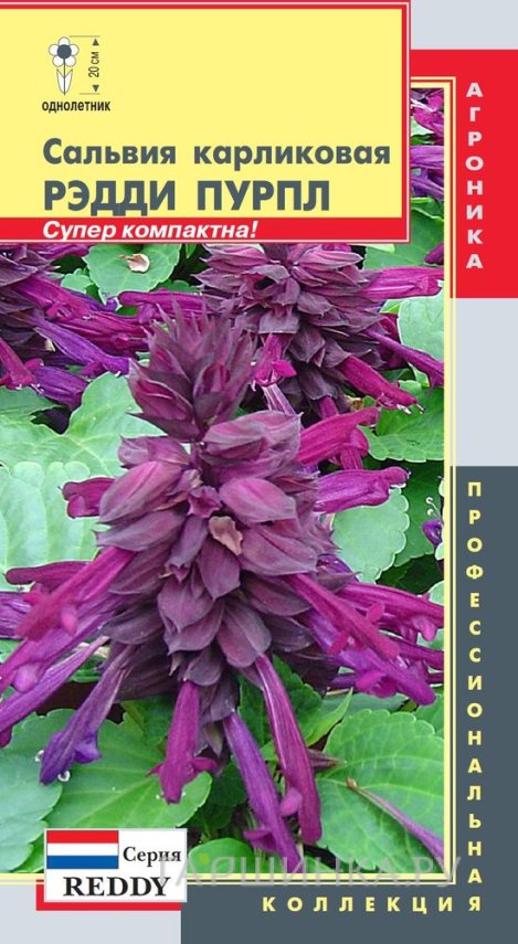 Семена Сальвия Рэдди Пурпл (серия Reddy) карликовая