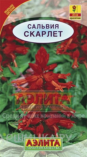 Семена Сальвия сверкающая Скарлет