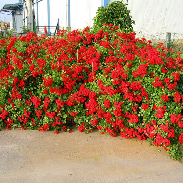 Роза Скарлет Мейланд Декор почвопокровная, Imperial Rose