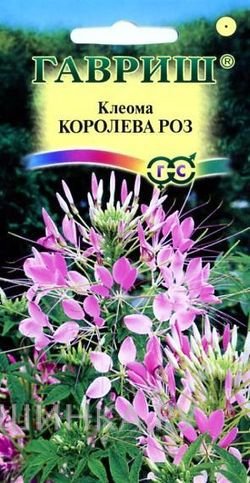 Семена Клеома Королева роз 0,3 г