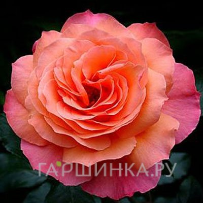 Роза Альбрехт Дюрер чайно-гибридная, Тантау