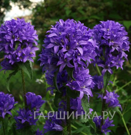 Колокольчик скученный Фрея