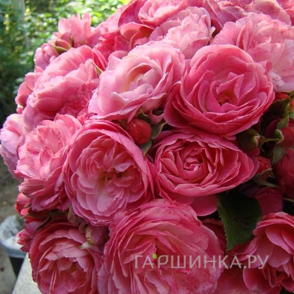 Роза Валферданге мускусная, Ленс
