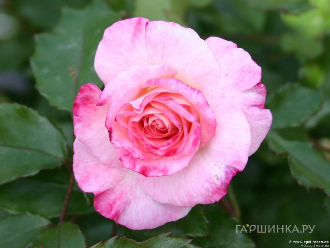 Роза Абигейл миниатюрная, Тантау