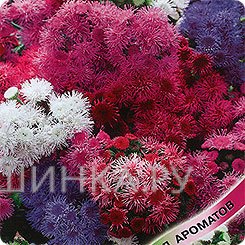 Семена Агератум Сокровища ацтеков*, смесь 0,1г