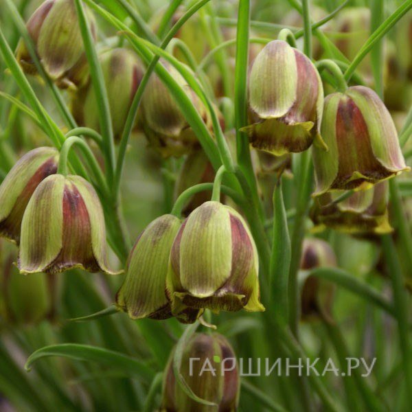 Рябчик Акмопетала 5шт.