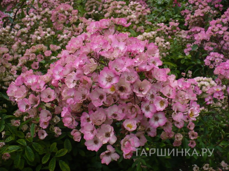 Роза Алден Бисен мускусная, Ленс