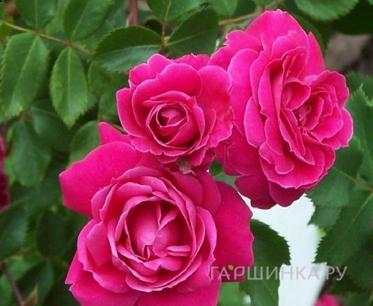 Роза Александр Маккензи канадская парковая