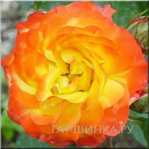 Роза Элисон флорибунда, Imperial Rose