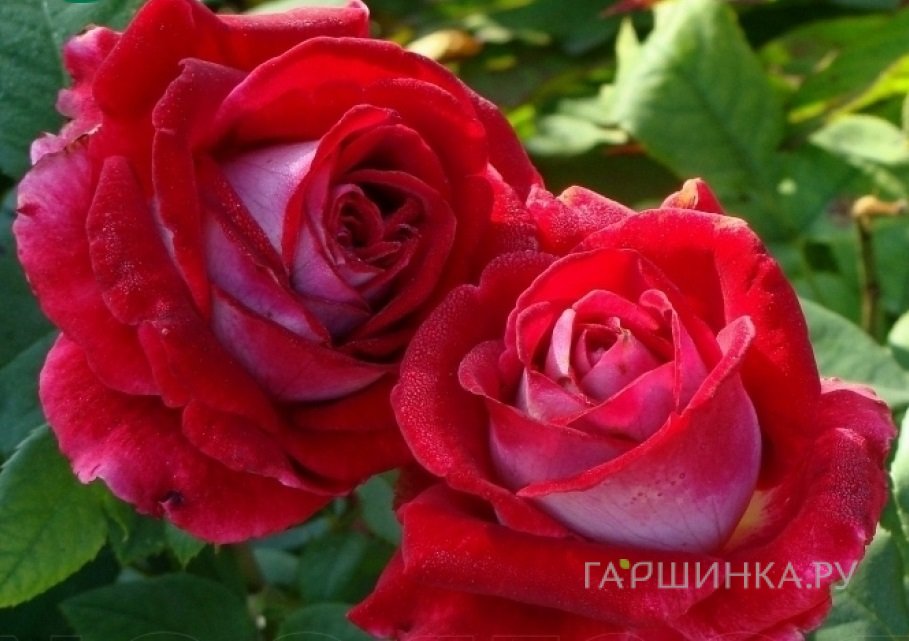 Роза Альянс чайно-гибридная