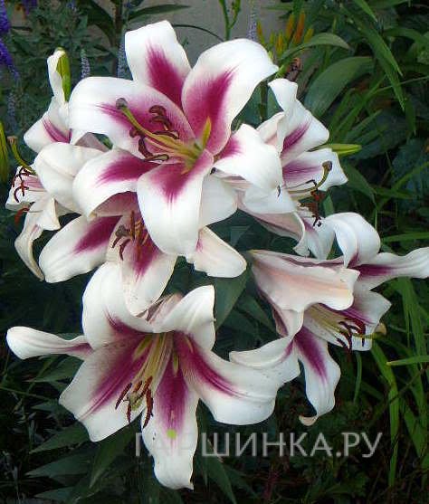 Лилия Алтари  ОТ-гибрид /2шт