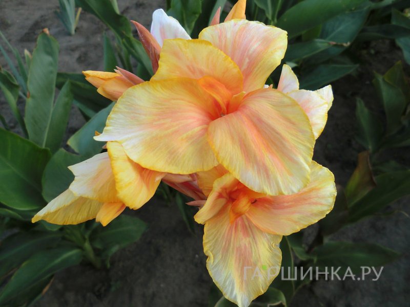 Канна Ангел Мартин