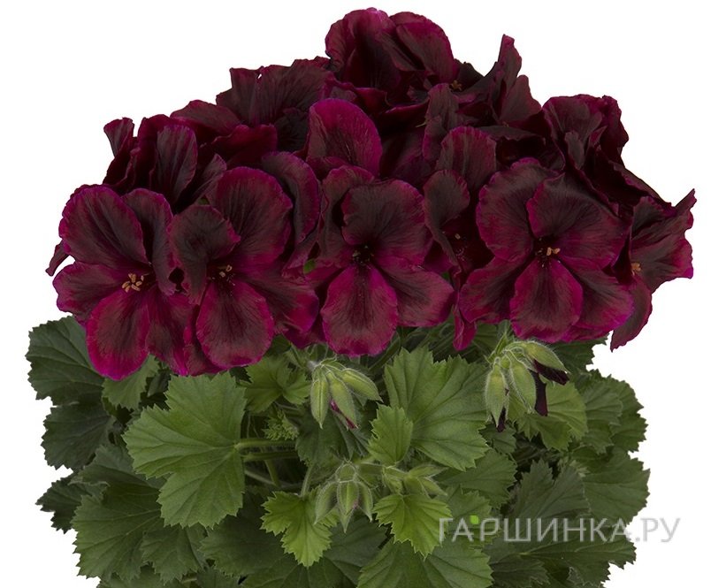 Пеларгония королевская Аристо Шоко