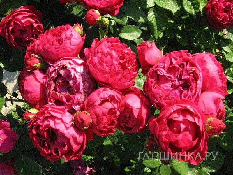 Роза Аскот чайно-гибридная, Тантау