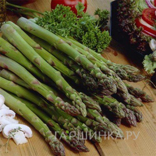 Аспарагус (Спаржа) Баклим