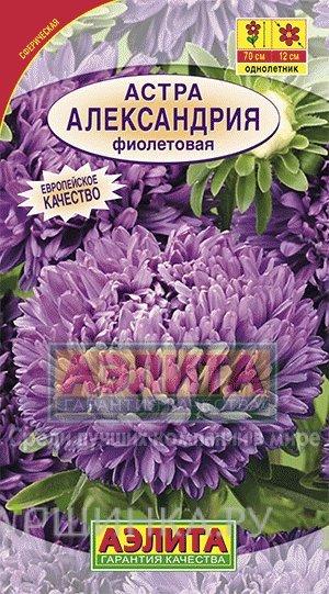 Семена Астра Александрия фиолетовая