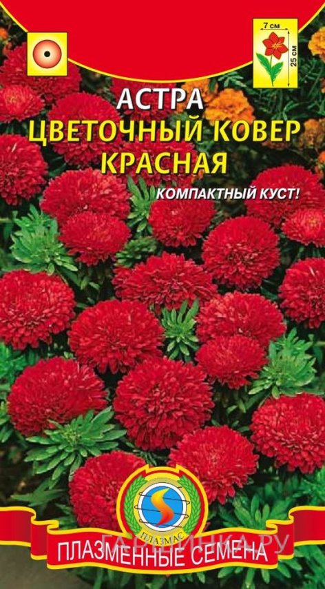 Семена Астра Цветочный ковер, красная