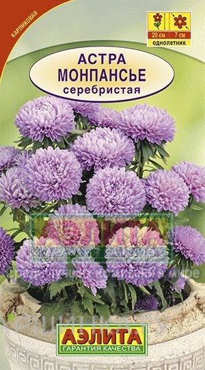 Семена Астра Монпансье серебристая