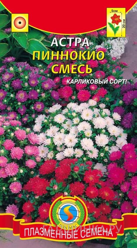 Семена Астра Пиноккио смесь