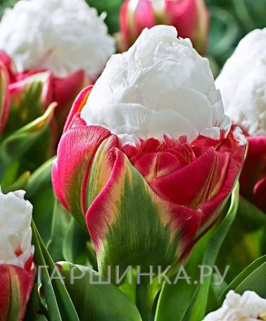 Тюльпан Айс Крим 2 шт