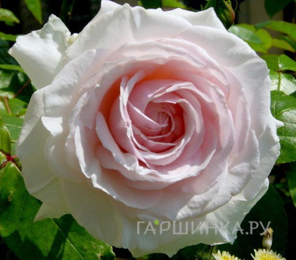 Роза Шванензее плетистая, Топалович