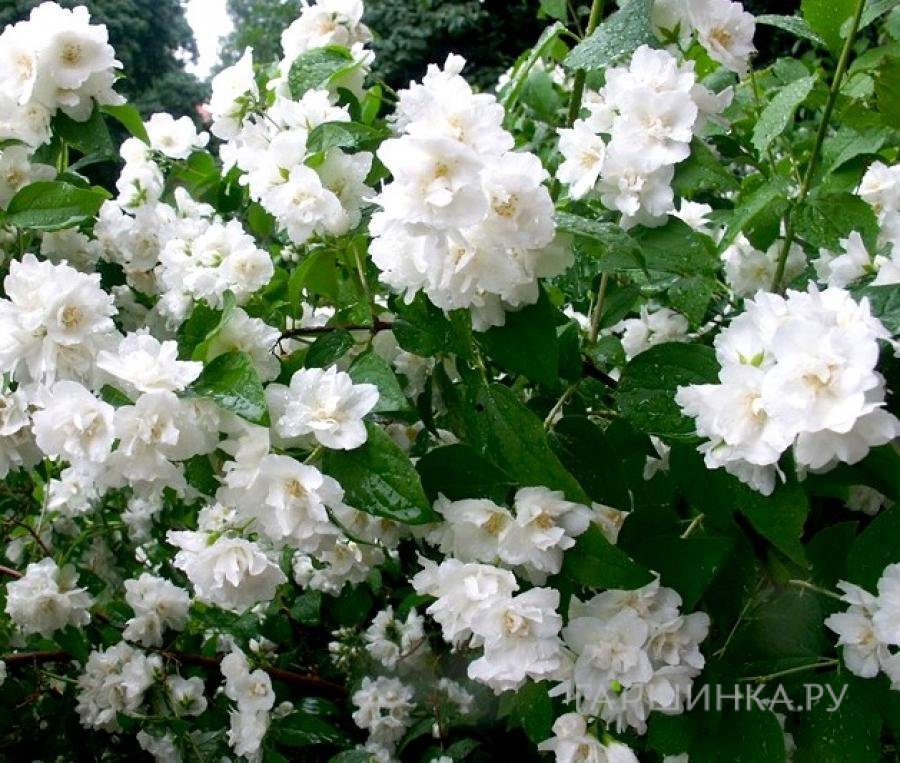 Чубушник Букет Блан