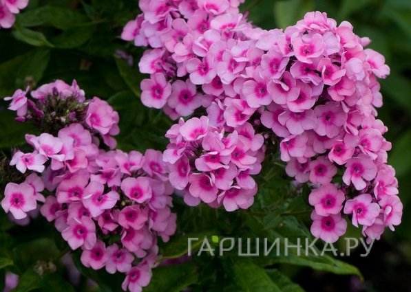 Флокс метельчатый Baby Face