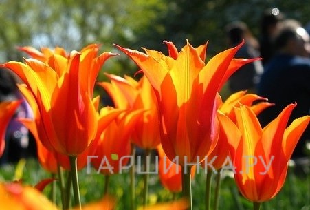 Тюльпан Балерина 5 шт