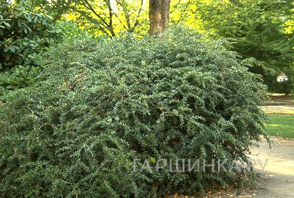 Барбарис бородавчатый