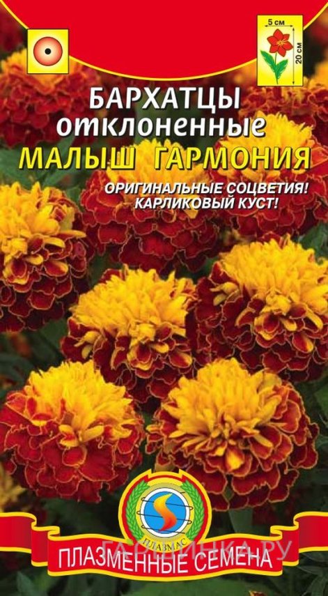 Семена Бархатцы отклоненные Малыш Гармония