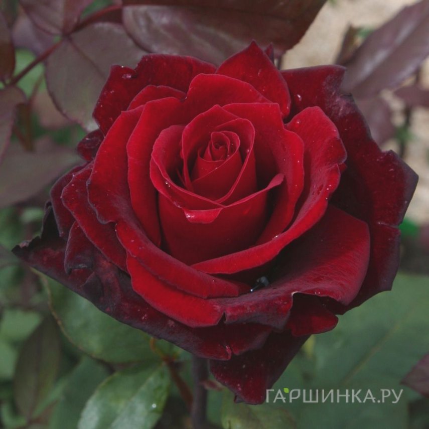 Роза Баркароле чайно-гибридная, Тантау