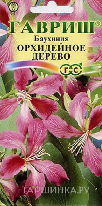 Семена Баухиния Орхидейное дерево 3 шт.