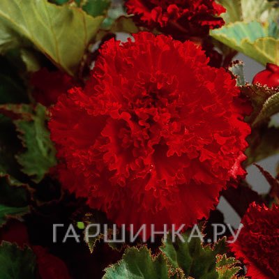 Бегония бахромчатая Фимбриата Ред 2 шт