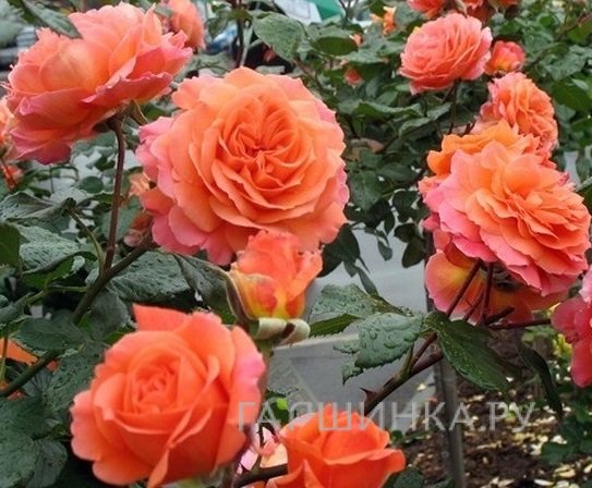 Роза Салмон кустарниковая, Imperial Rose