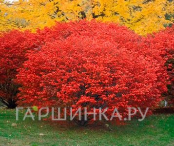 Бересклет Компактус крылатый