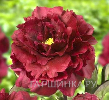 Пион Black Beauty