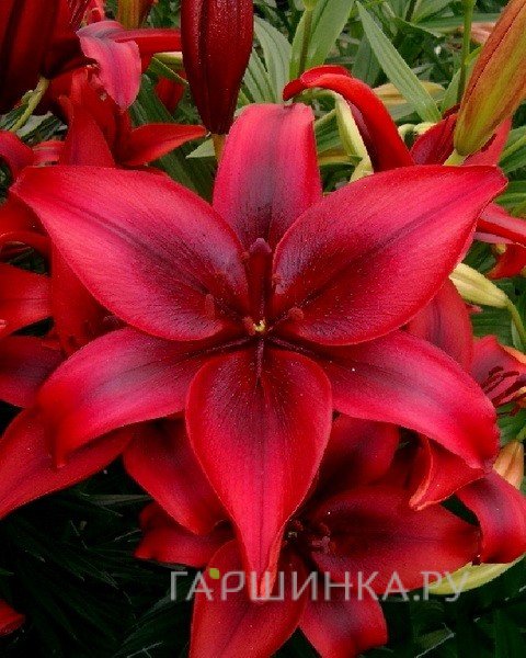 Лилия Блэк Аут азиатская/ 2шт