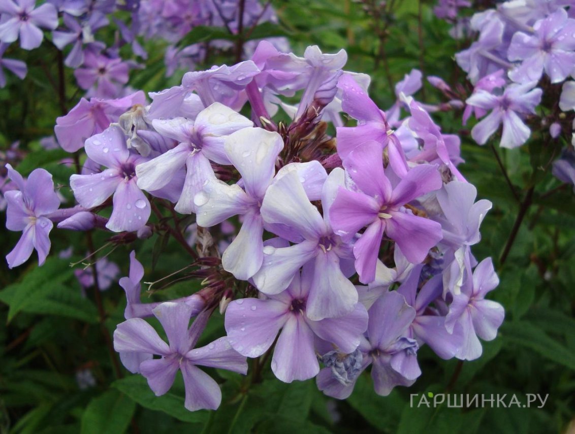 Флокс метельчатый Blue Evening